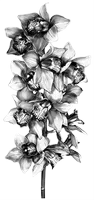 Цветок cvetok40