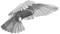 Птица 5